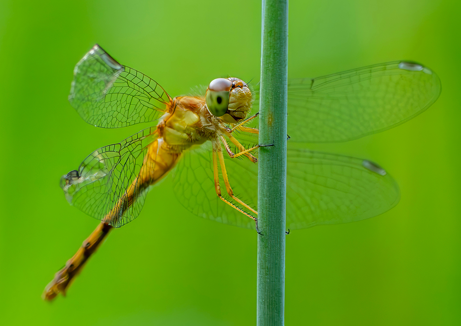 RUBY MEADOWHAWK FEMALE by Jeremy Martin